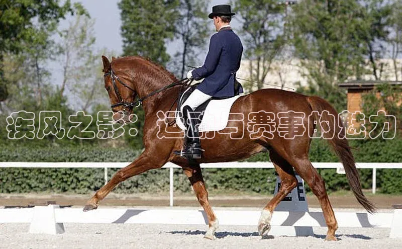 疾风之影：运动与赛事的魅力