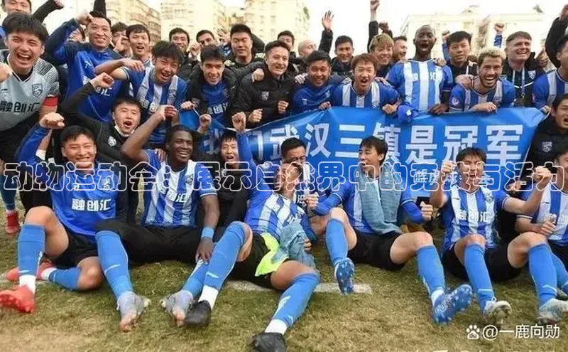 动物运动会：展示自然界中的竞技与活力